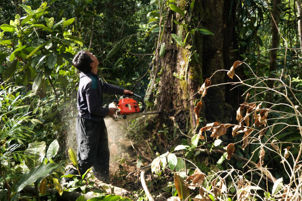 Fox Island, WA  Tree Services Company