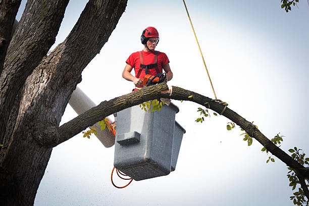 Why Choose Our Tree Removal Services in Fox Island, WA?